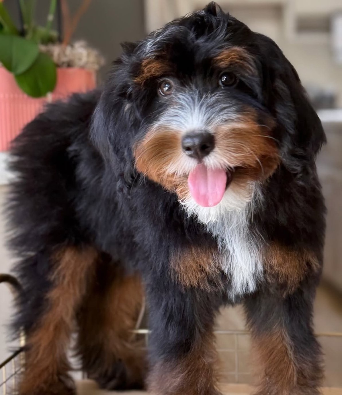 Gabby - Mother at Teddy Bear Bernedoodles