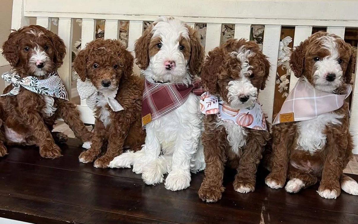 goldendoodles for sale california,low shedding goldendoodles,allergy friendly goldendoodles,standard goldendoodles,medium goldendoodles,micro goldendoodles,mini goldendoodles,goldendoodles los angeles ca,goldendoodle breeder los angeles,goldendoodle puppies los angeles,goldendoodles for sale