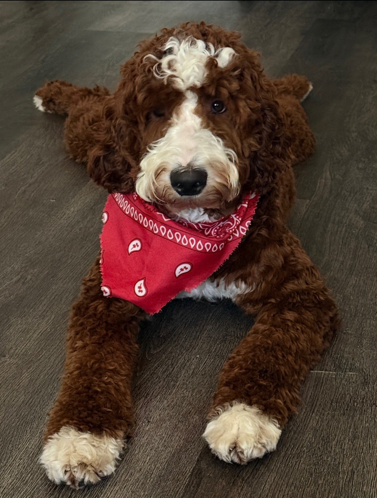 Sally - female -30-35lbs goldendoodle