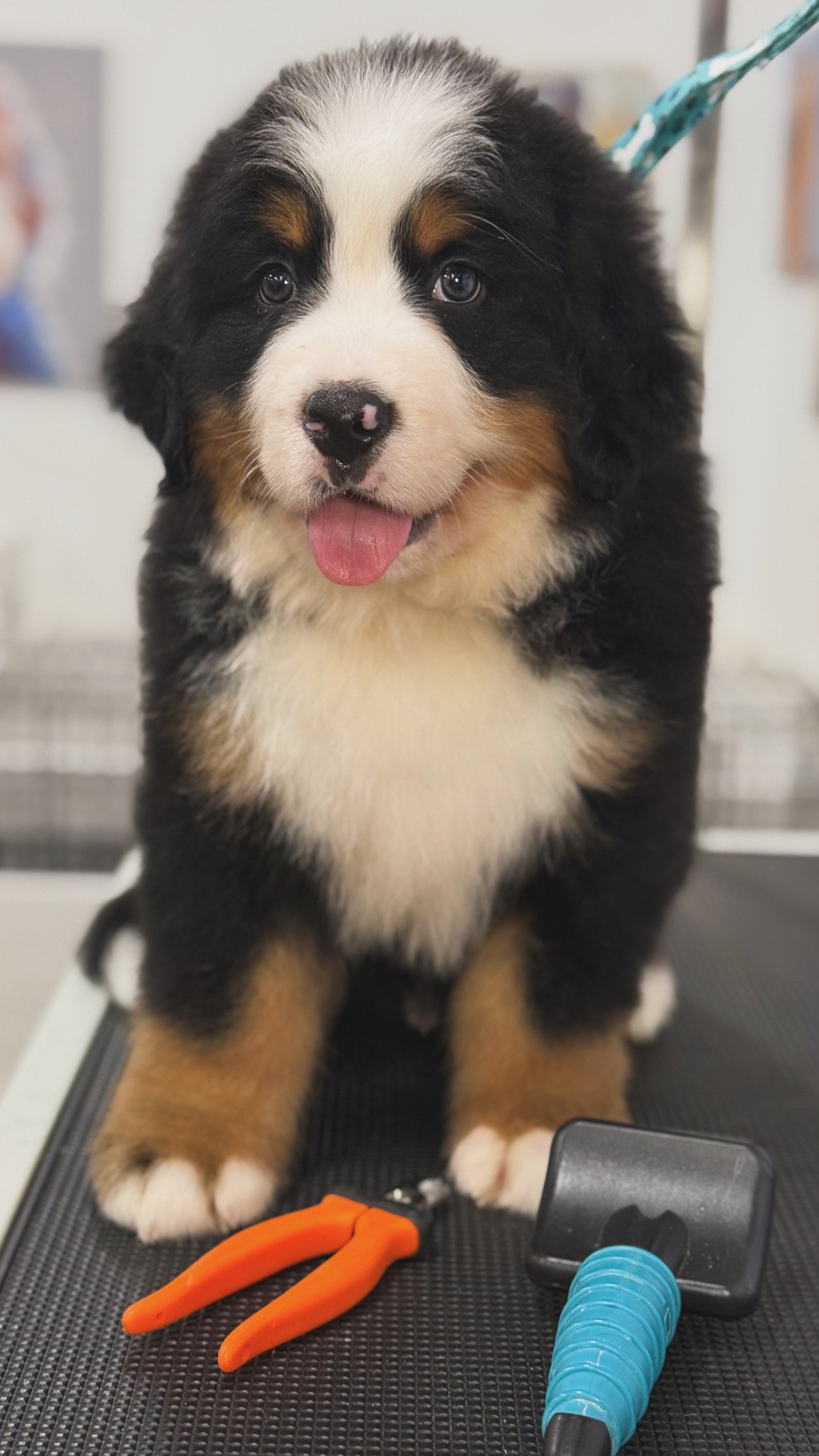 bernese mountain dogs for sale,bernese mountain dog puppies,bernese mountain dog los angeles,bernese mountain dog breeder,standard bernese mountain dog,tri-color berner puppies,OFA-tested breeder (hips/elbows/heart),home-raised puppies los angeles,reserve bernese mountain dog puppy,bernese mountain dog waitlist,in Los Angeles / LA County / California,near me,nationwide delivery / flight nanny