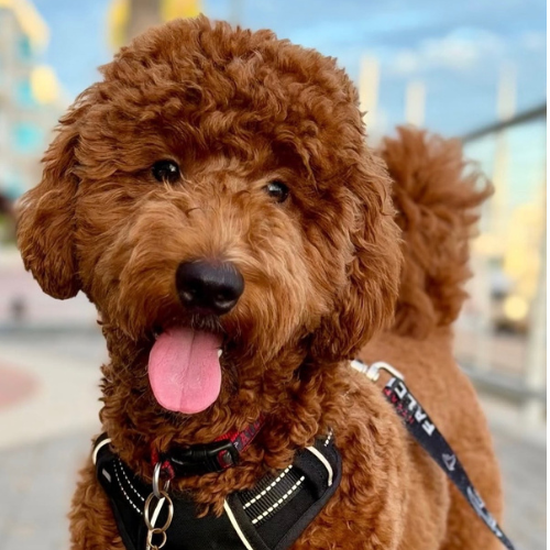 goldendoodle